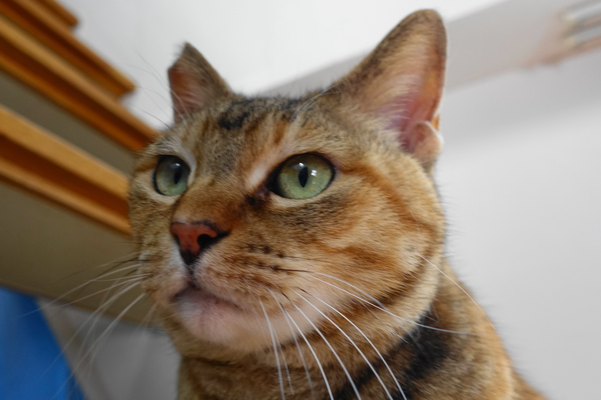 f:id:shigeo-t:20190318103731j:plain