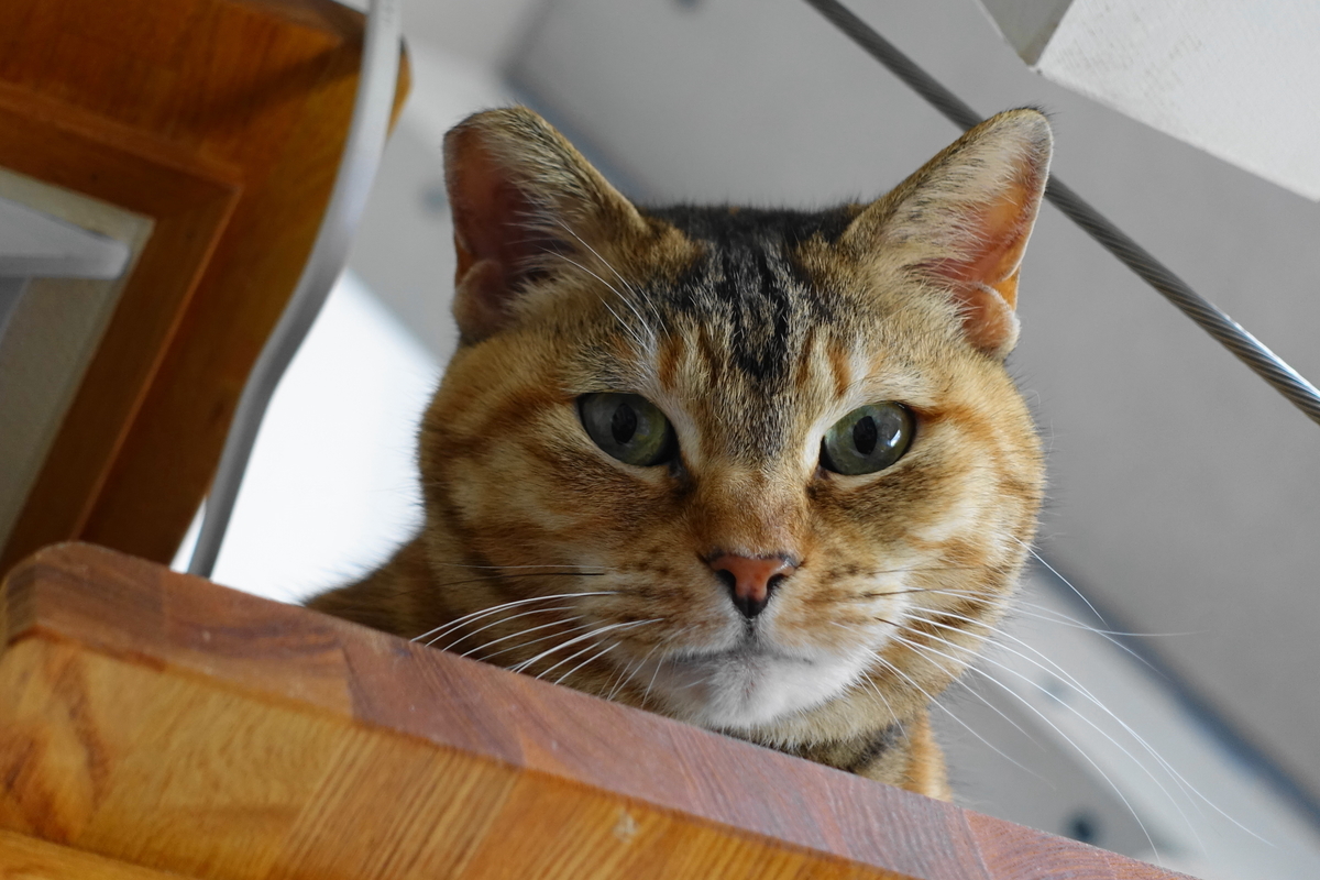 f:id:shigeo-t:20190318103807j:plain