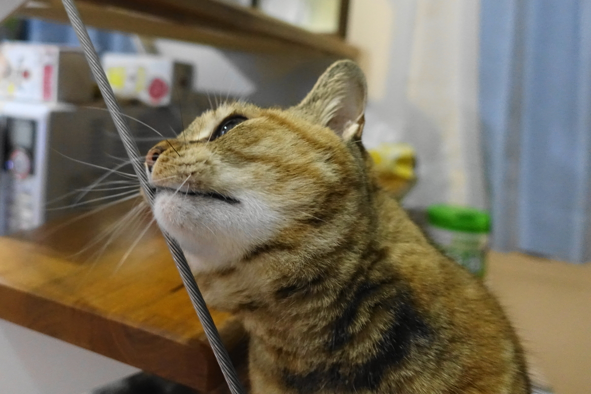 f:id:shigeo-t:20190318104043j:plain