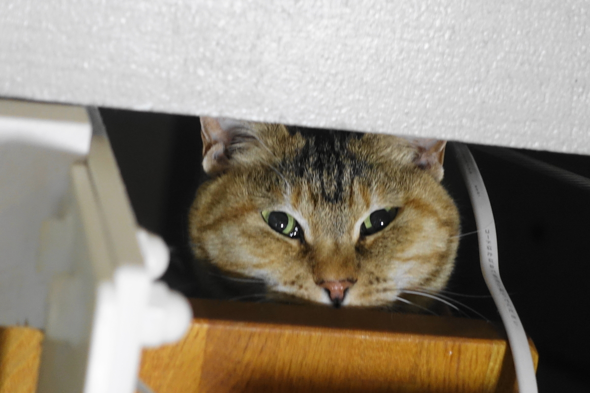 f:id:shigeo-t:20190318104348j:plain