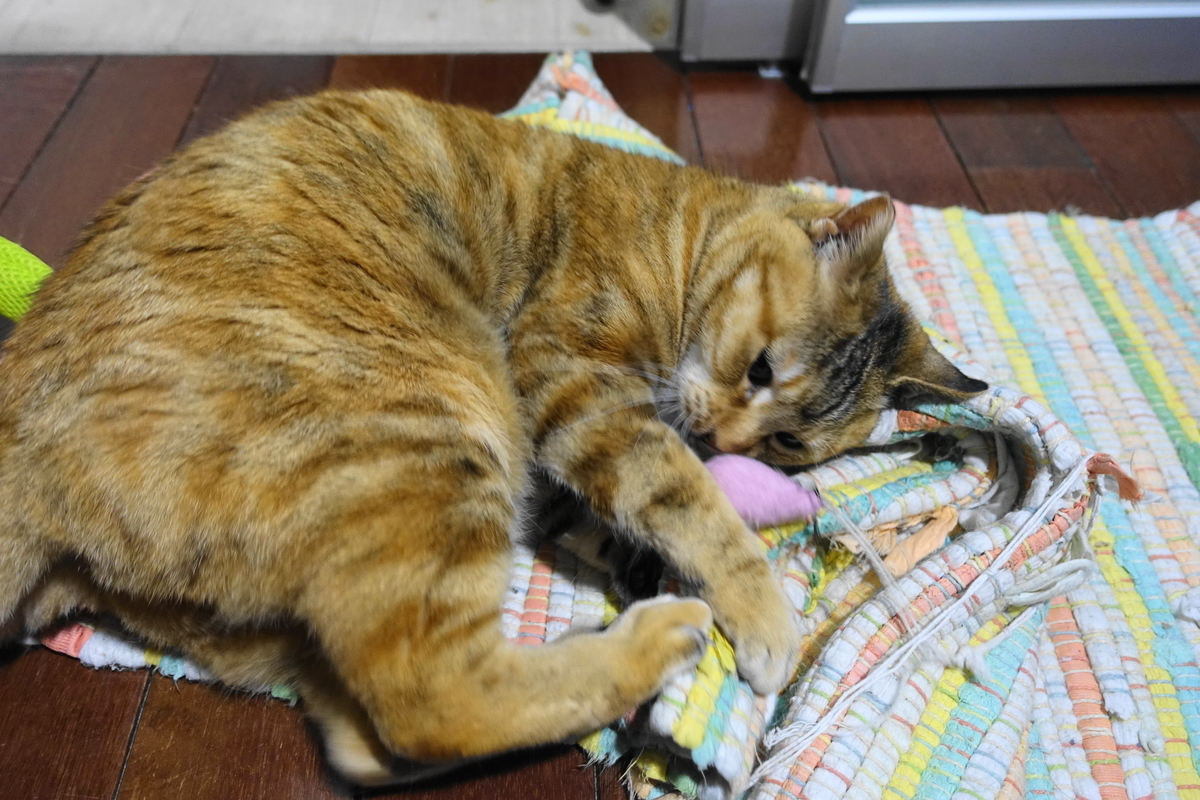 f:id:shigeo-t:20190318104502j:plain