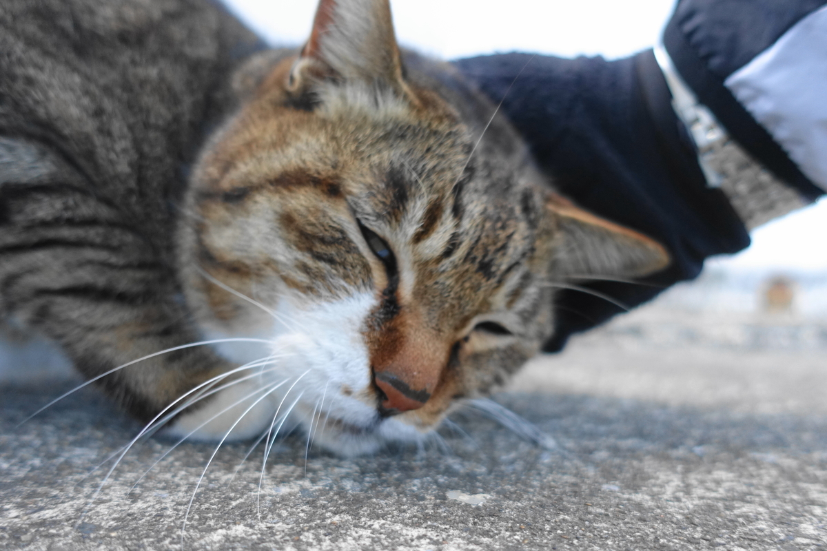 f:id:shigeo-t:20190325120558j:plain