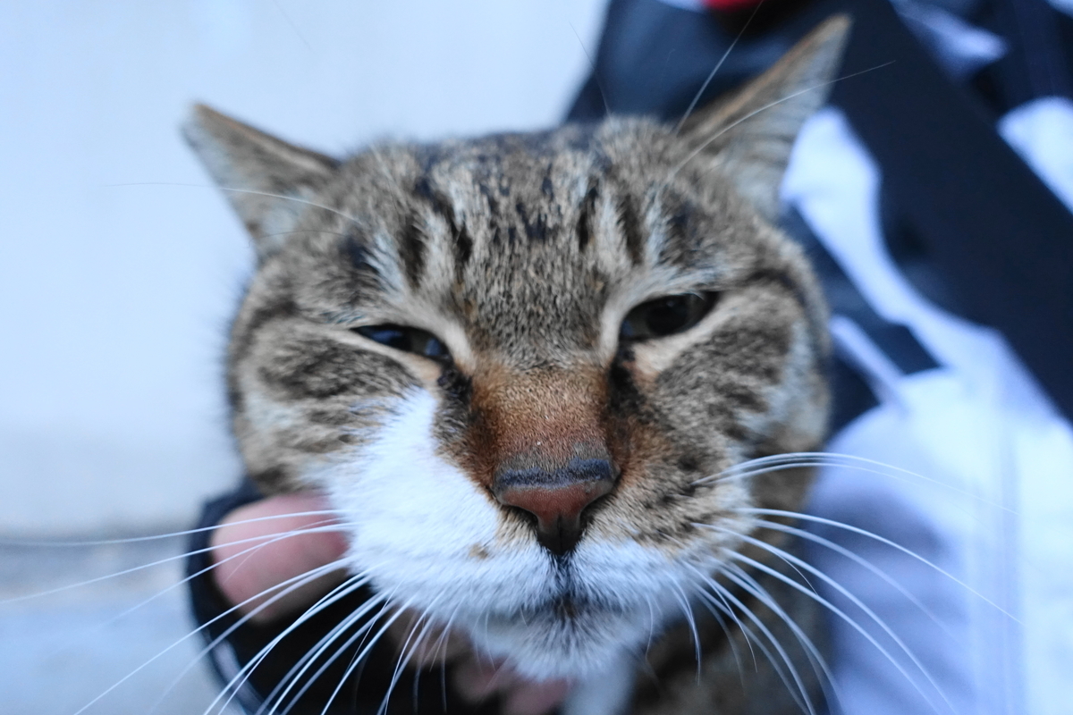 f:id:shigeo-t:20190325120634j:plain