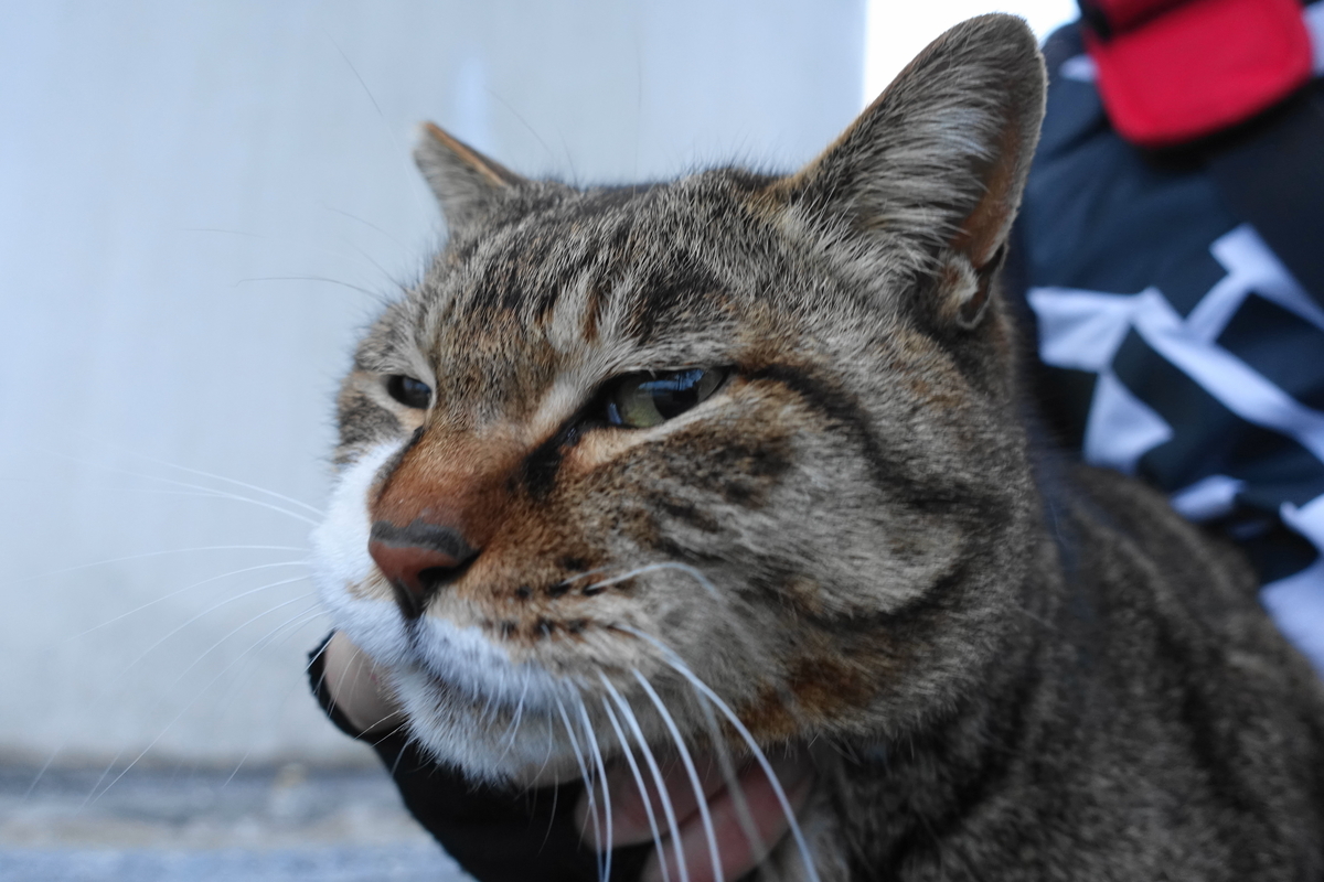 f:id:shigeo-t:20190325120652j:plain