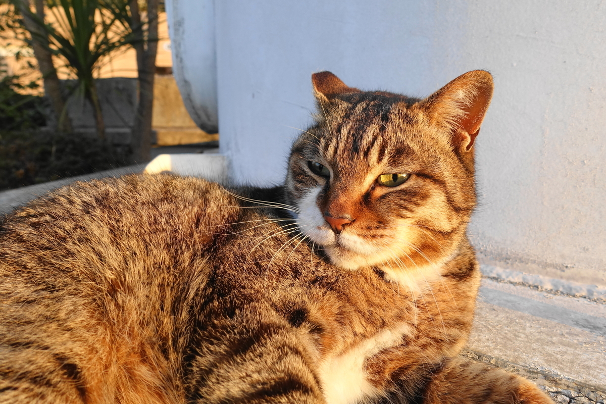 f:id:shigeo-t:20190325122216j:plain
