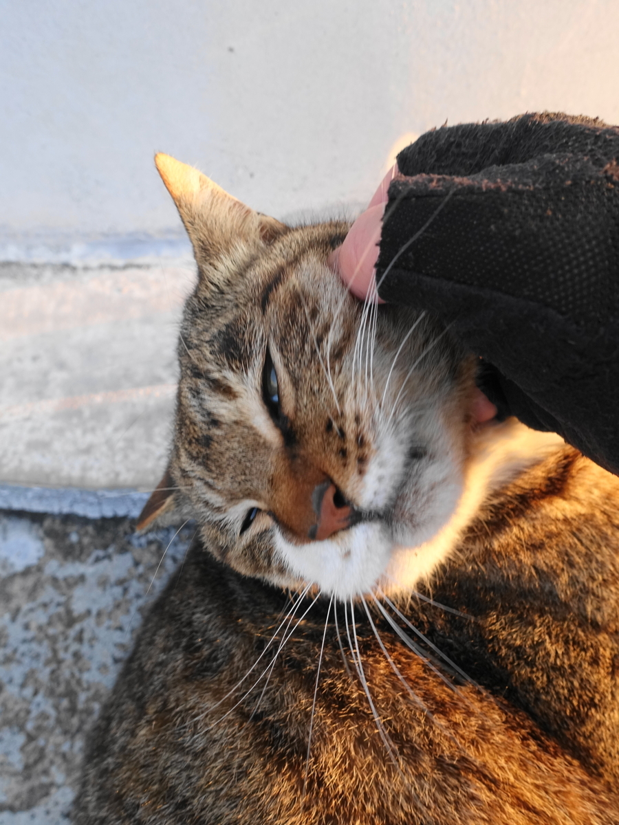 f:id:shigeo-t:20190325122235j:plain