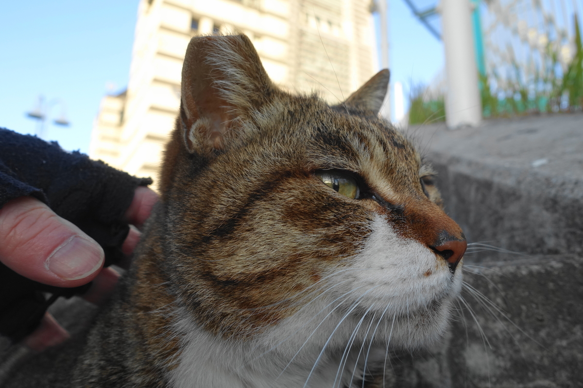 f:id:shigeo-t:20190325124348j:plain