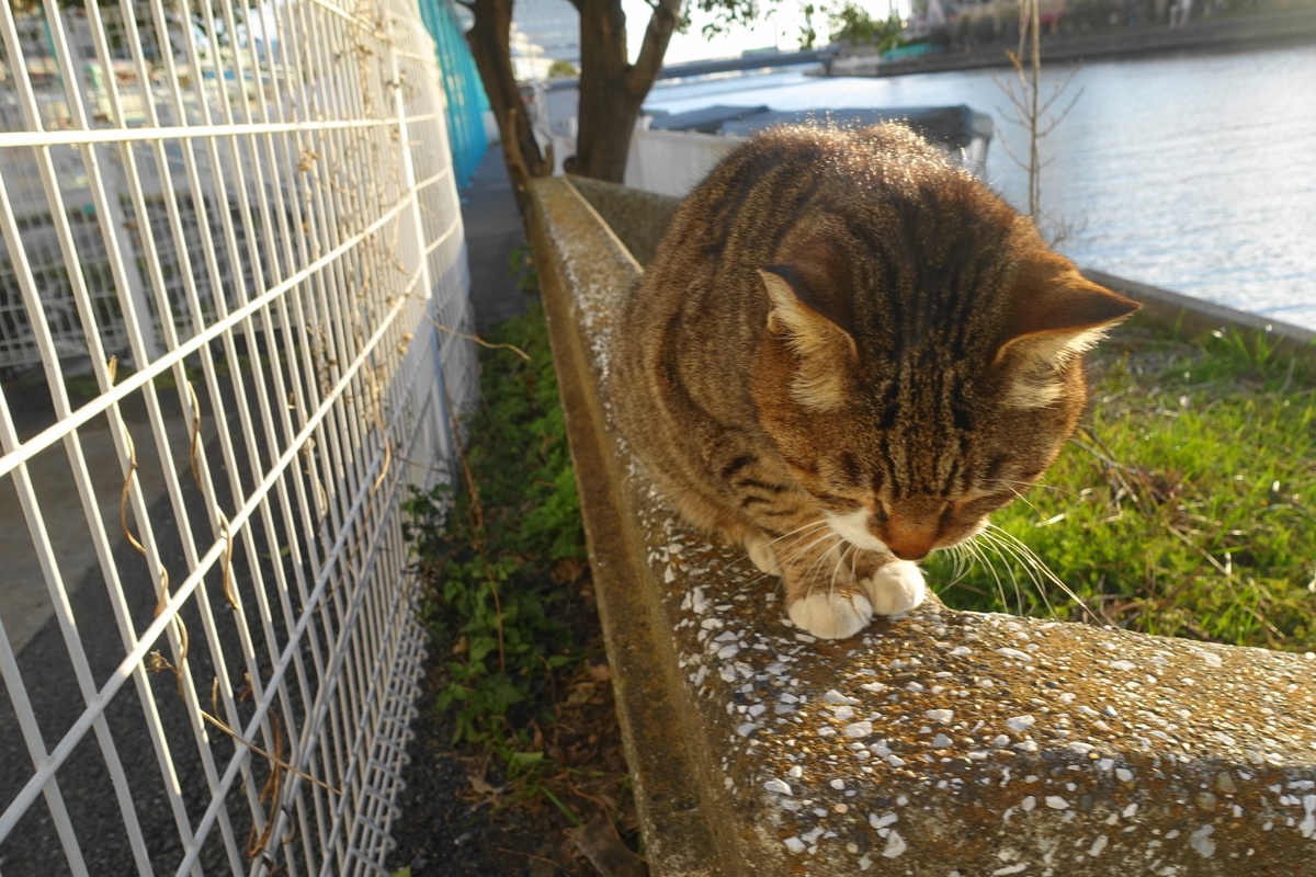 f:id:shigeo-t:20190325124406j:plain