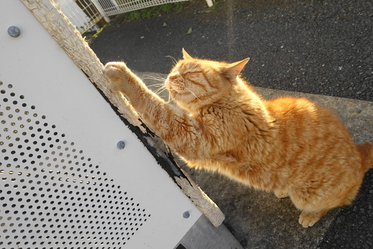 f:id:shigeo-t:20190325124517j:plain