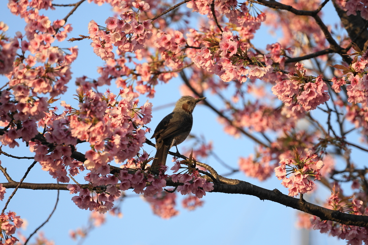 f:id:shigeo-t:20190325124614j:plain
