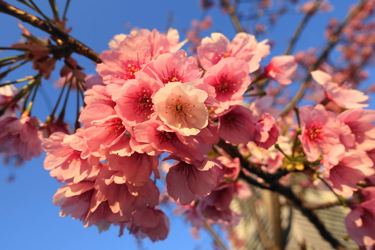 f:id:shigeo-t:20190325124639j:plain