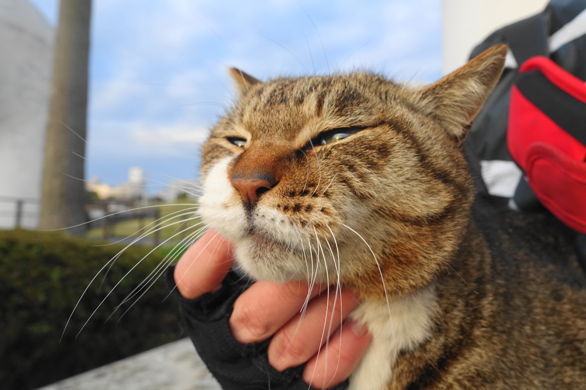 f:id:shigeo-t:20190328093735j:plain f:id:shigeo-t:20190328093735j:plain