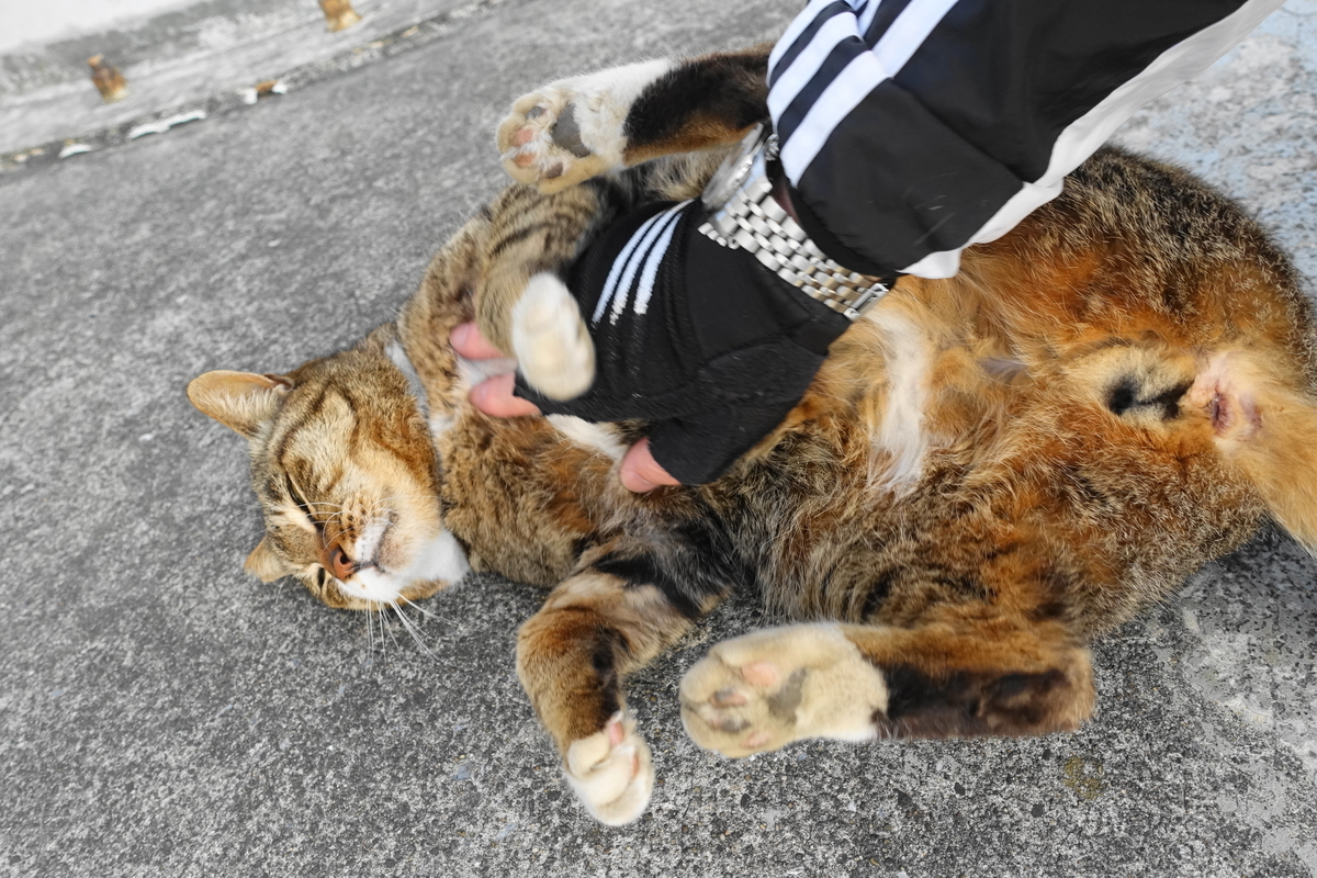 f:id:shigeo-t:20190328093805j:plain f:id:shigeo-t:20190328093805j:plain