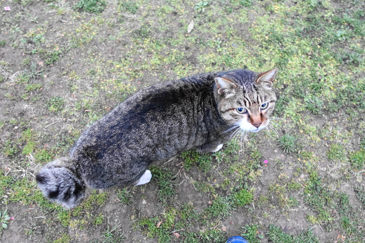 f:id:shigeo-t:20190328094444j:plain f:id:shigeo-t:20190328094444j:plain