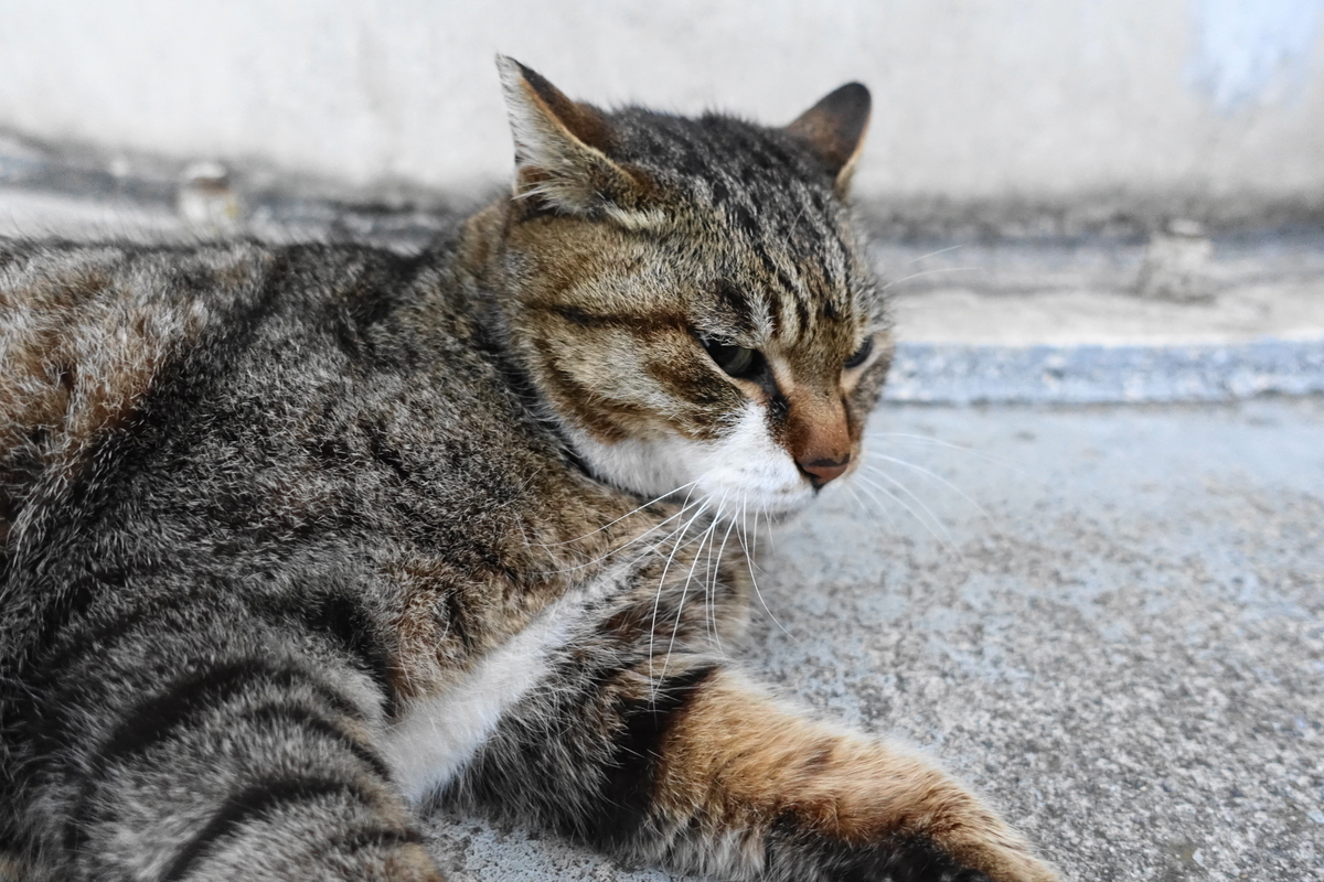f:id:shigeo-t:20190328094816j:plain f:id:shigeo-t:20190328094816j:plain