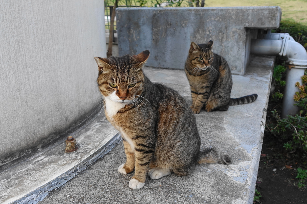 f:id:shigeo-t:20190328100314j:plain f:id:shigeo-t:20190328100314j:plain