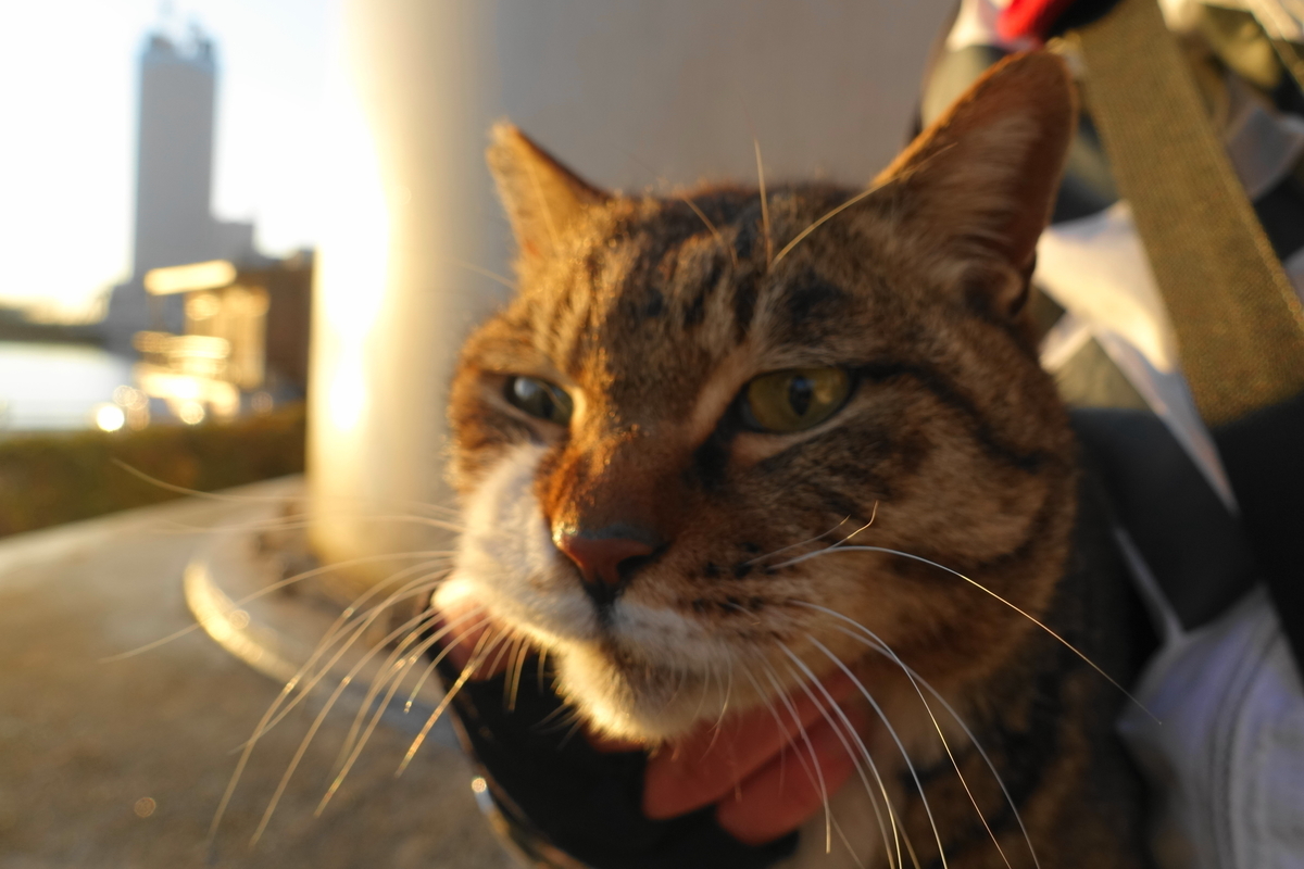 f:id:shigeo-t:20190328101413j:plain f:id:shigeo-t:20190328101413j:plain