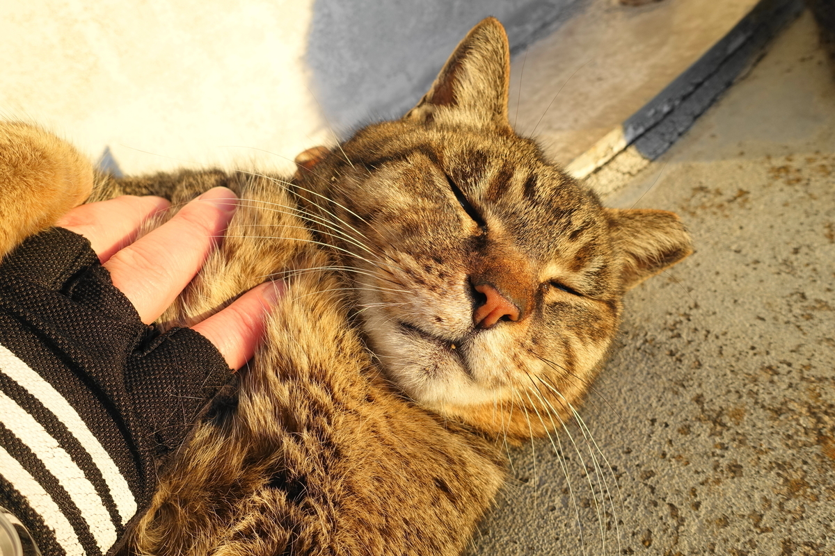 f:id:shigeo-t:20190328101546j:plain f:id:shigeo-t:20190328101546j:plain