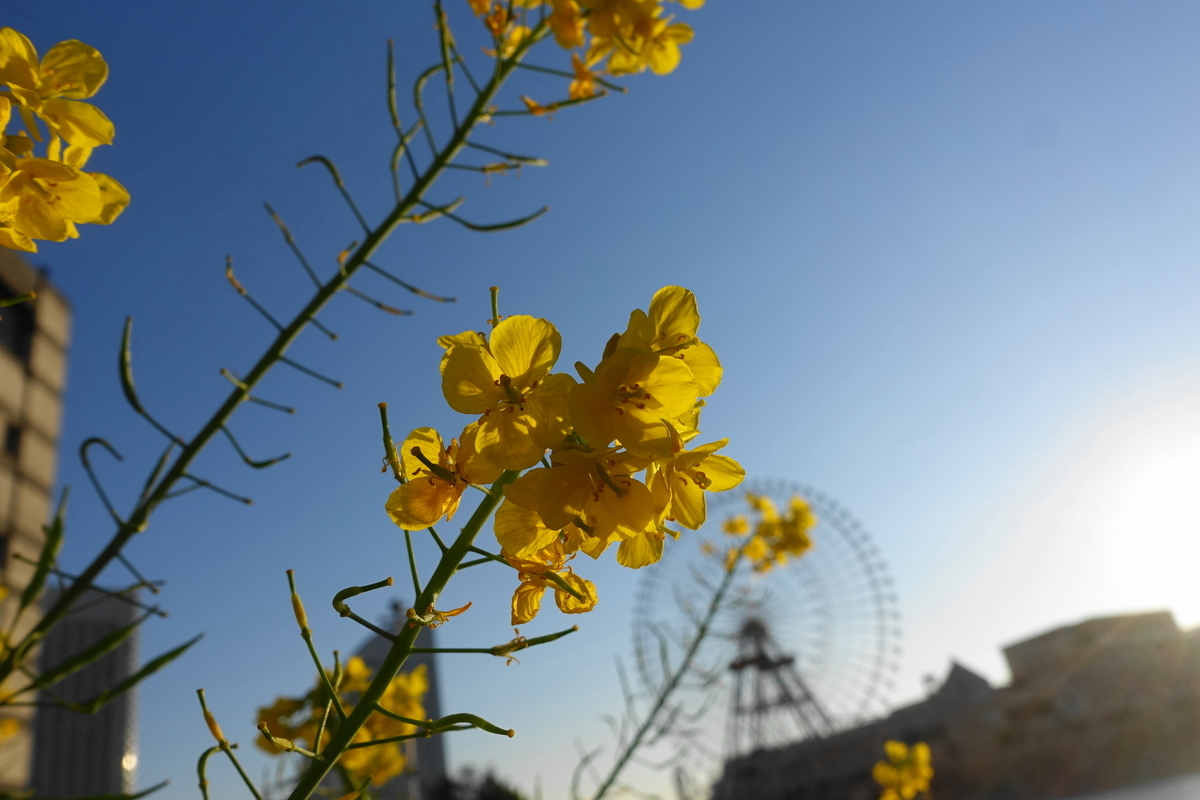 f:id:shigeo-t:20190328101949j:plain f:id:shigeo-t:20190328101949j:plain