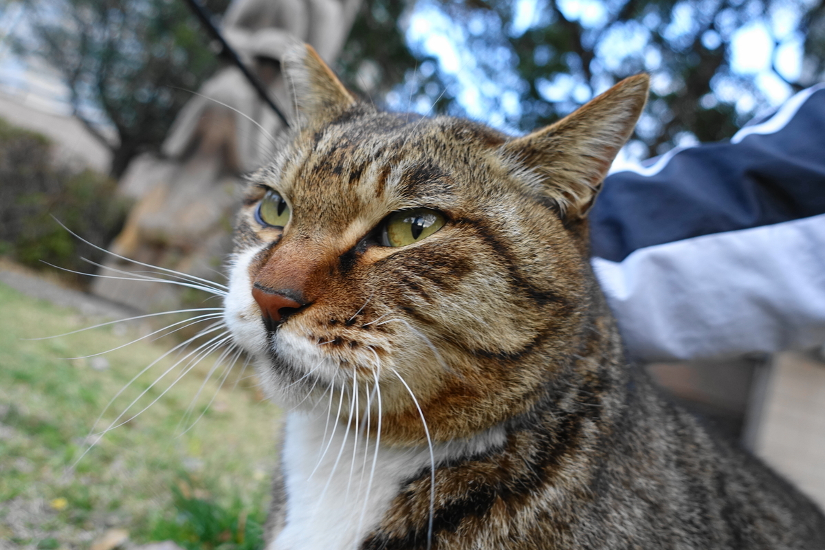 f:id:shigeo-t:20190330105120j:plain f:id:shigeo-t:20190330105120j:plain