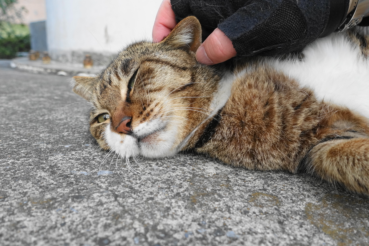 f:id:shigeo-t:20190330105204j:plain f:id:shigeo-t:20190330105204j:plain