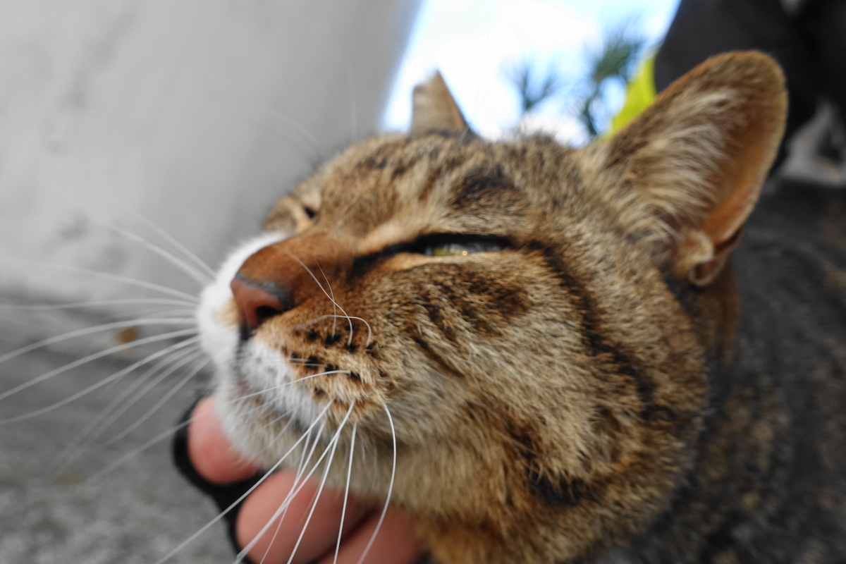 f:id:shigeo-t:20190330105235j:plain f:id:shigeo-t:20190330105235j:plain