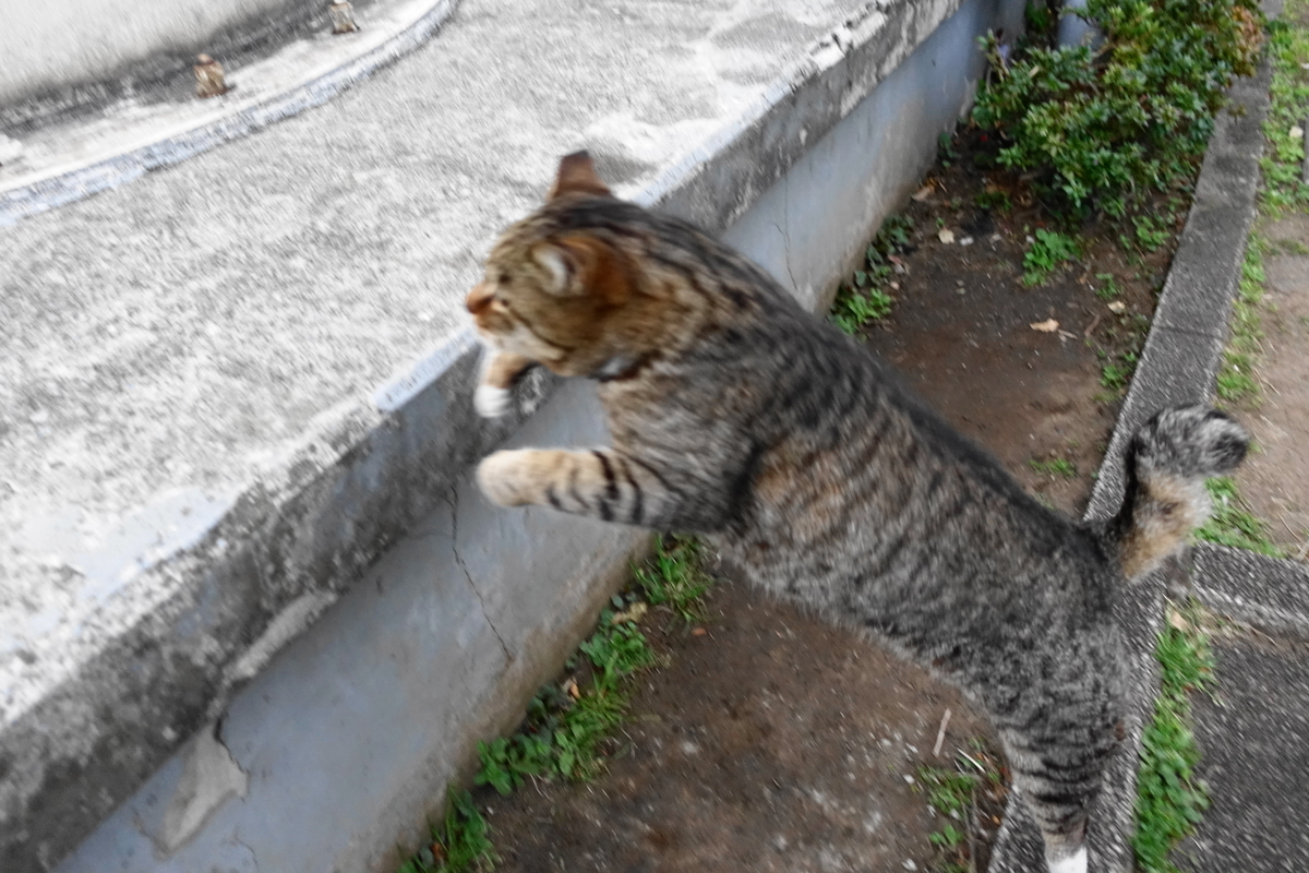 f:id:shigeo-t:20190330110026j:plain f:id:shigeo-t:20190330110026j:plain