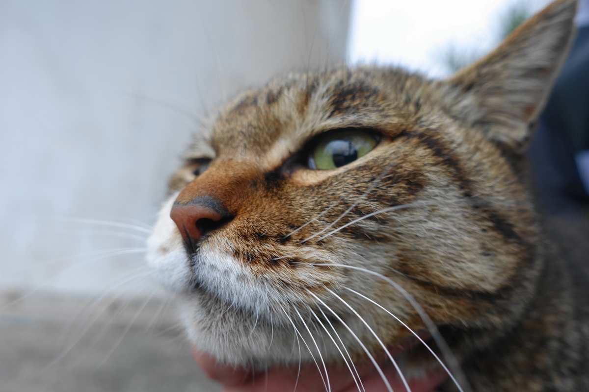 f:id:shigeo-t:20190330110539j:plain f:id:shigeo-t:20190330110539j:plain
