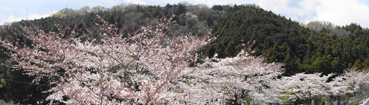 f:id:shigeo-t:20190403100207j:plain f:id:shigeo-t:20190403100207j:plain