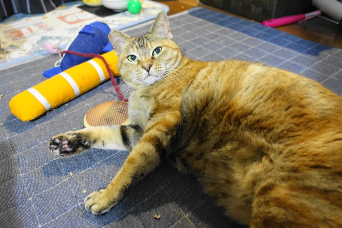 f:id:shigeo-t:20190403113106j:plain f:id:shigeo-t:20190403113106j:plain