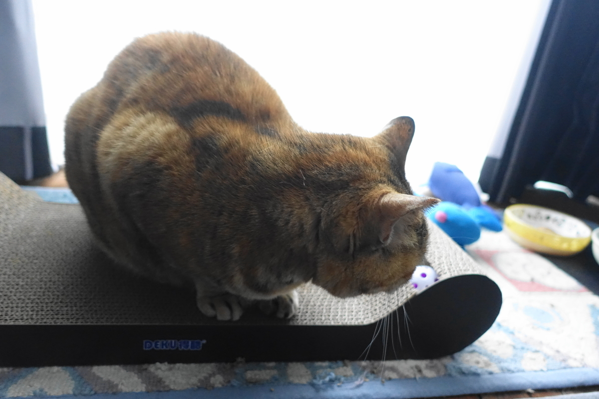 f:id:shigeo-t:20190403113407j:plain f:id:shigeo-t:20190403113407j:plain
