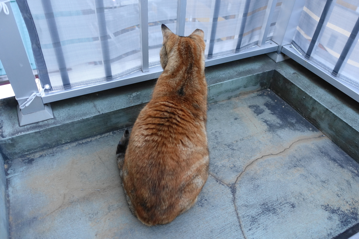 f:id:shigeo-t:20190404094908j:plain