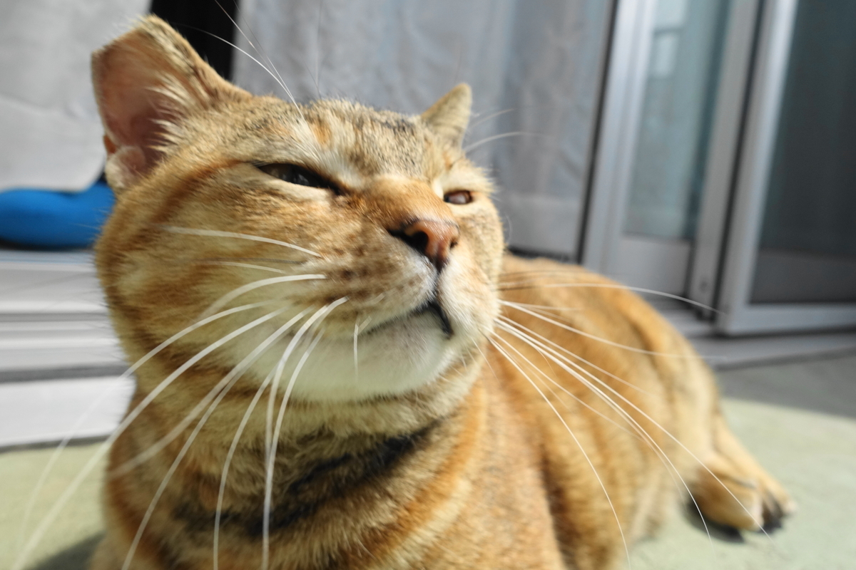 f:id:shigeo-t:20190404100049j:plain