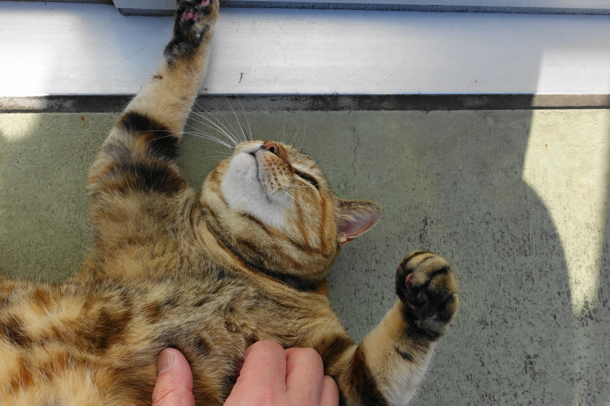 f:id:shigeo-t:20190404100147j:plain