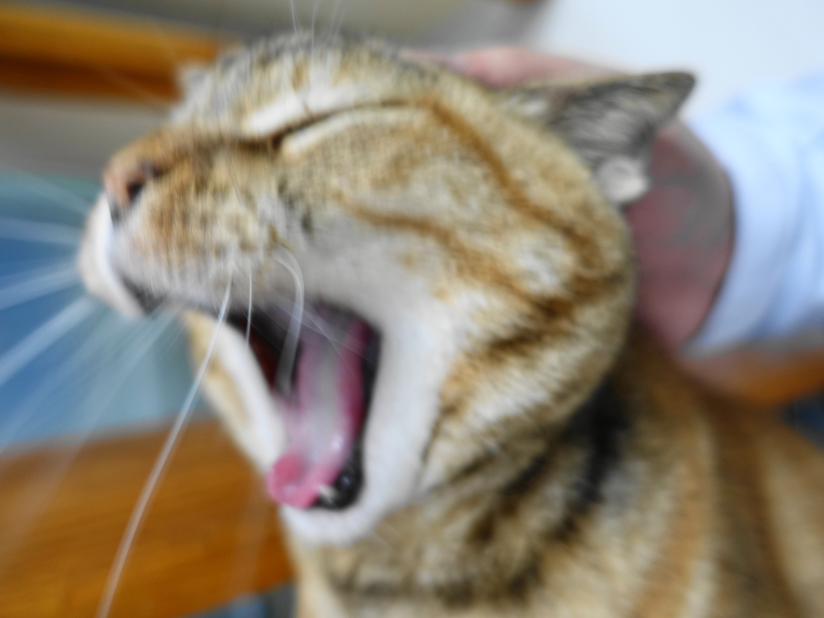 f:id:shigeo-t:20190404100343j:plain