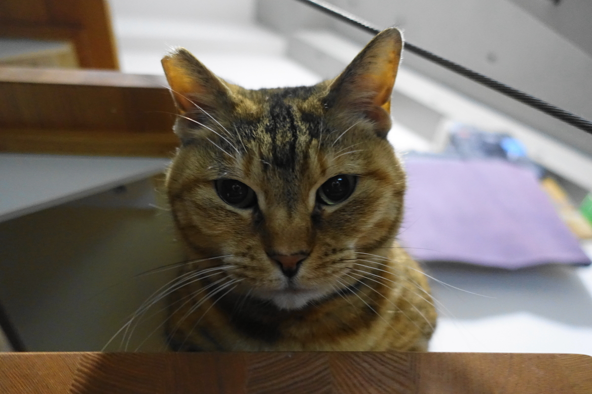 f:id:shigeo-t:20190404100621j:plain