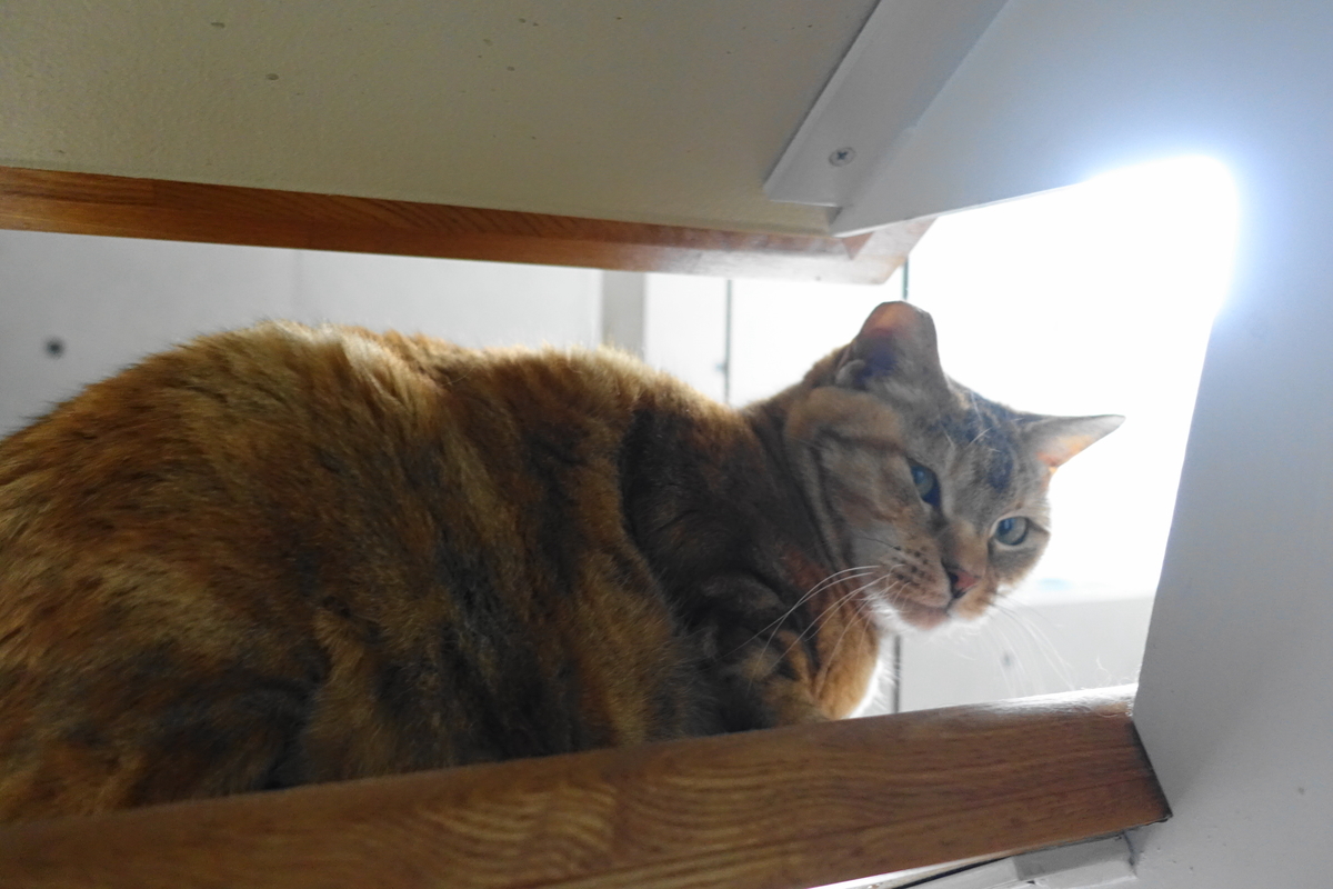 f:id:shigeo-t:20190404101036j:plain