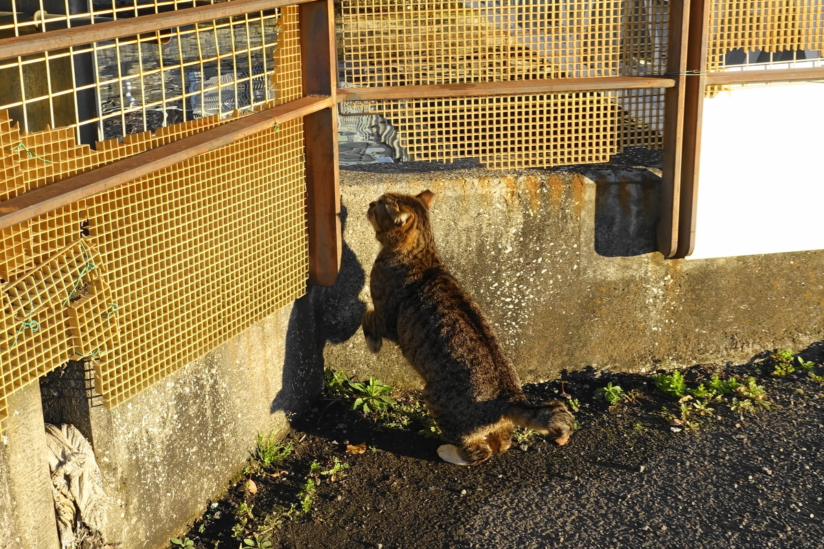 f:id:shigeo-t:20190409093513j:plain f:id:shigeo-t:20190409093513j:plain