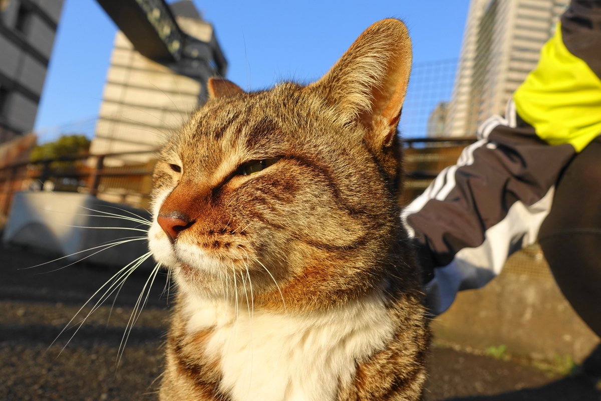 f:id:shigeo-t:20190409094420j:plain f:id:shigeo-t:20190409094420j:plain