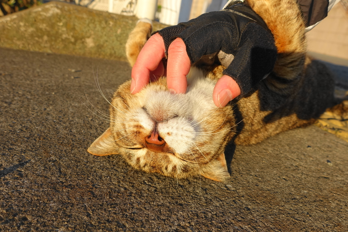 f:id:shigeo-t:20190409095525j:plain f:id:shigeo-t:20190409095525j:plain