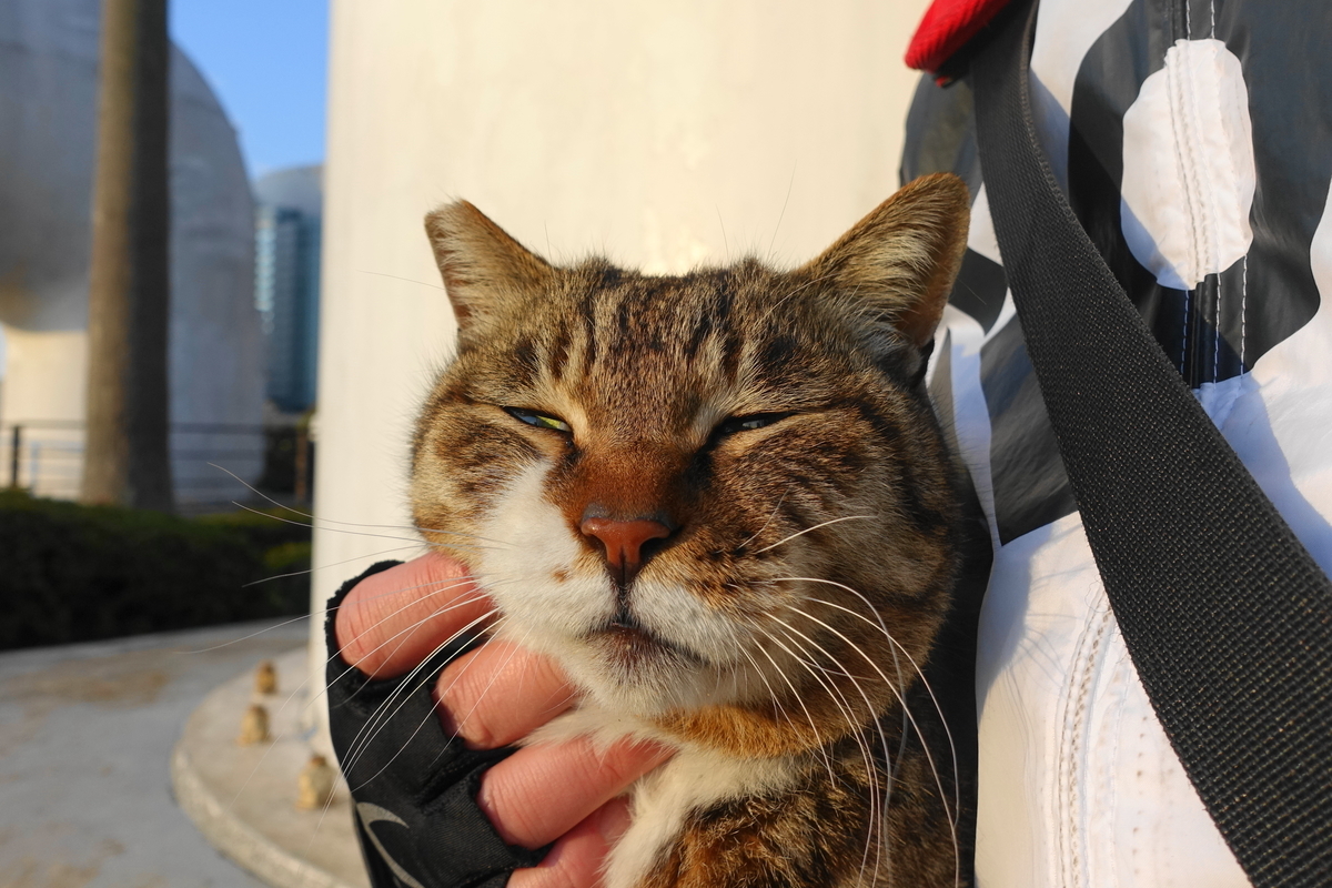 f:id:shigeo-t:20190409100251j:plain f:id:shigeo-t:20190409100251j:plain