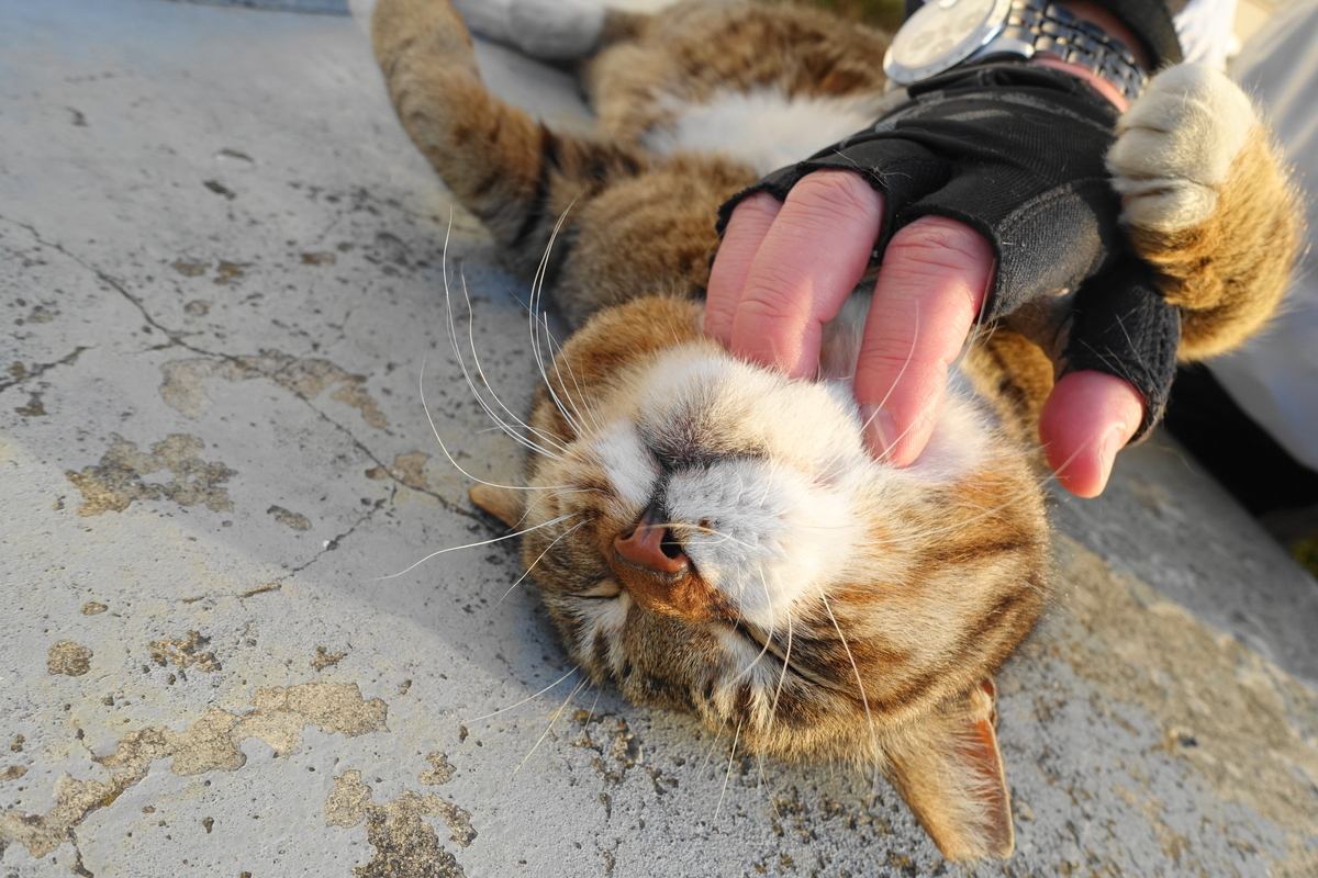 f:id:shigeo-t:20190409100306j:plain f:id:shigeo-t:20190409100306j:plain
