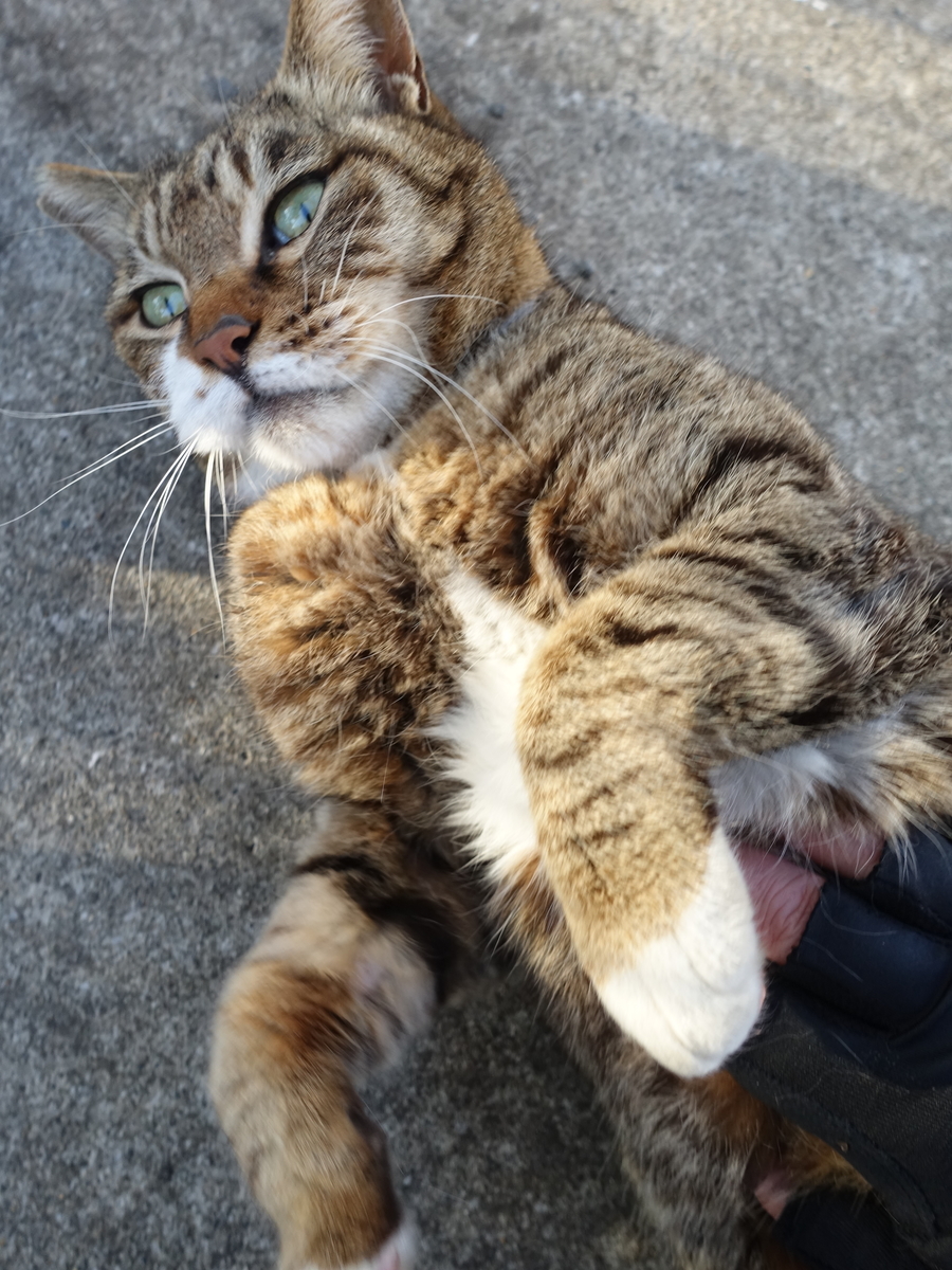 f:id:shigeo-t:20190416093518j:plain