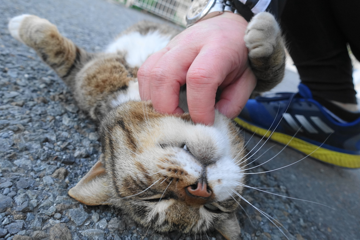 f:id:shigeo-t:20190416094122j:plain