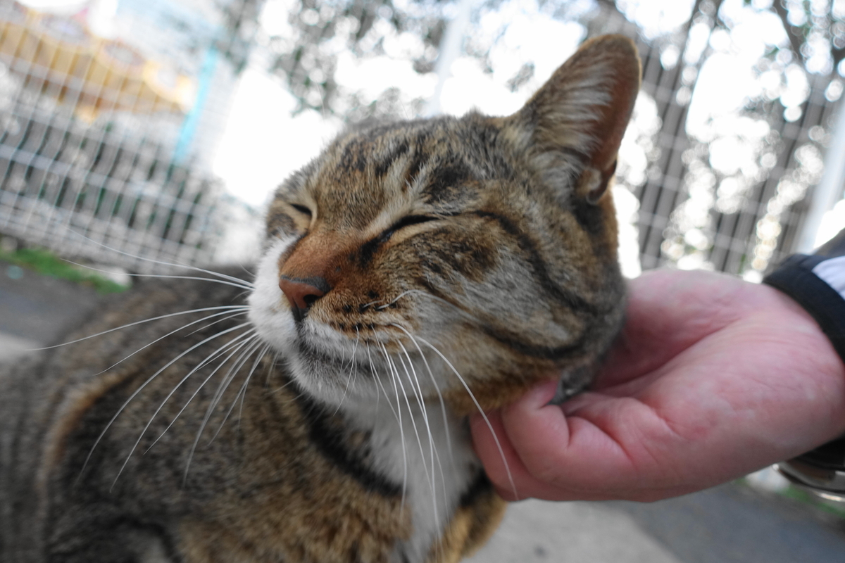 f:id:shigeo-t:20190416094319j:plain