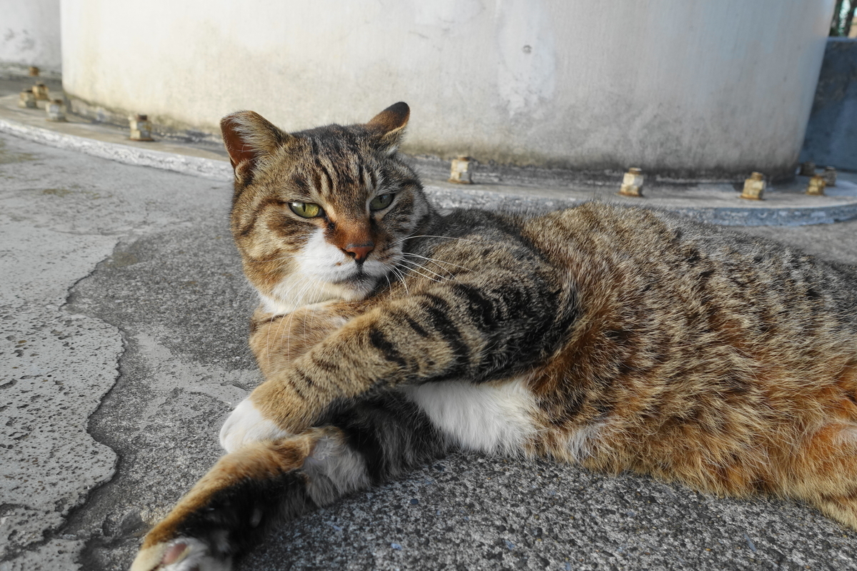 f:id:shigeo-t:20190416094626j:plain