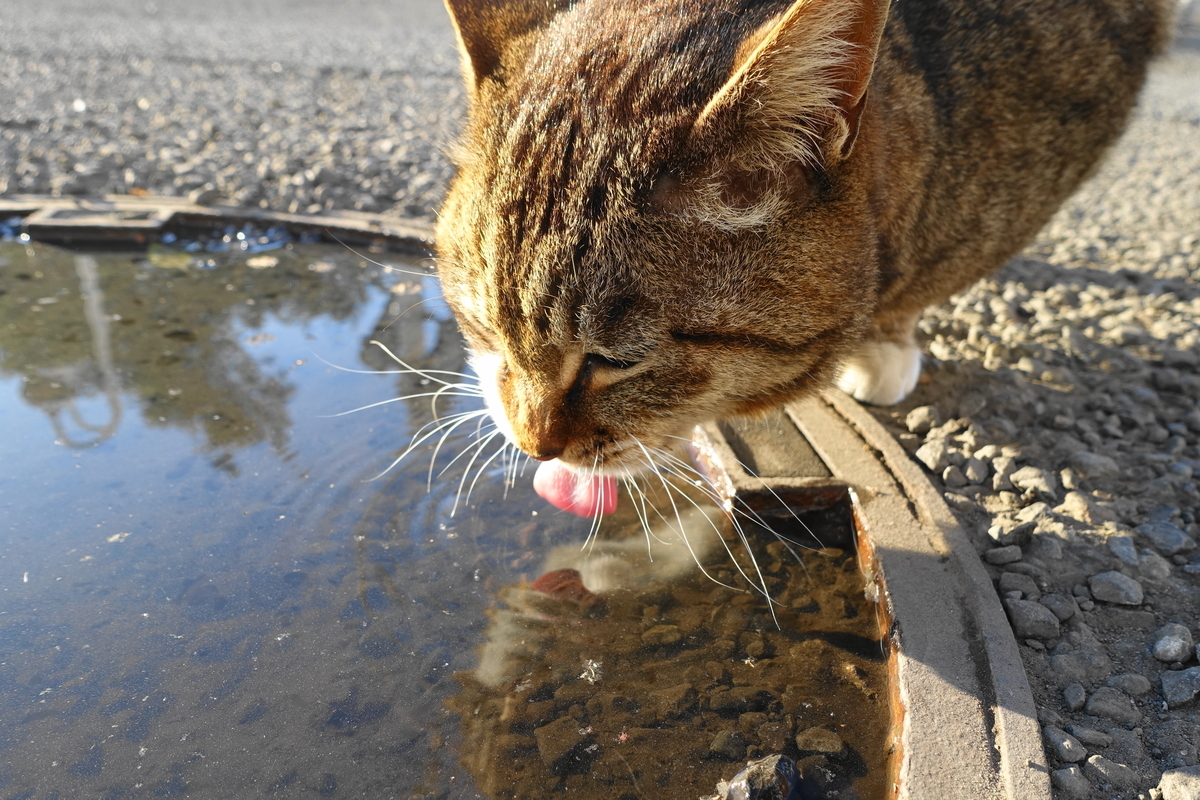 f:id:shigeo-t:20190416100157j:plain