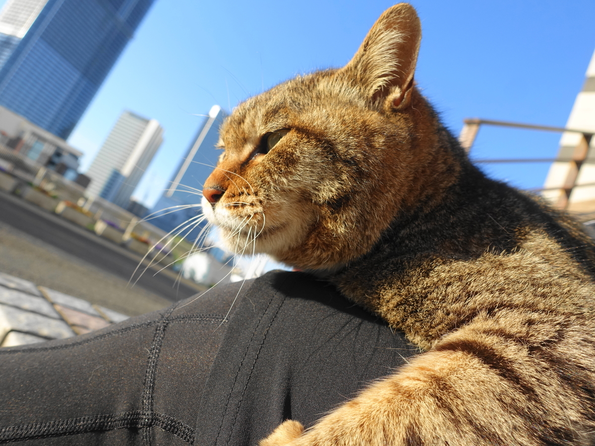 f:id:shigeo-t:20190416100316j:plain