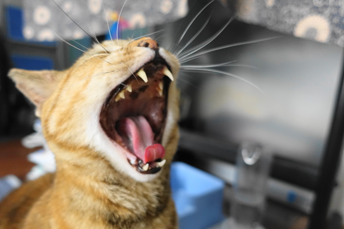 f:id:shigeo-t:20190421102909j:plain