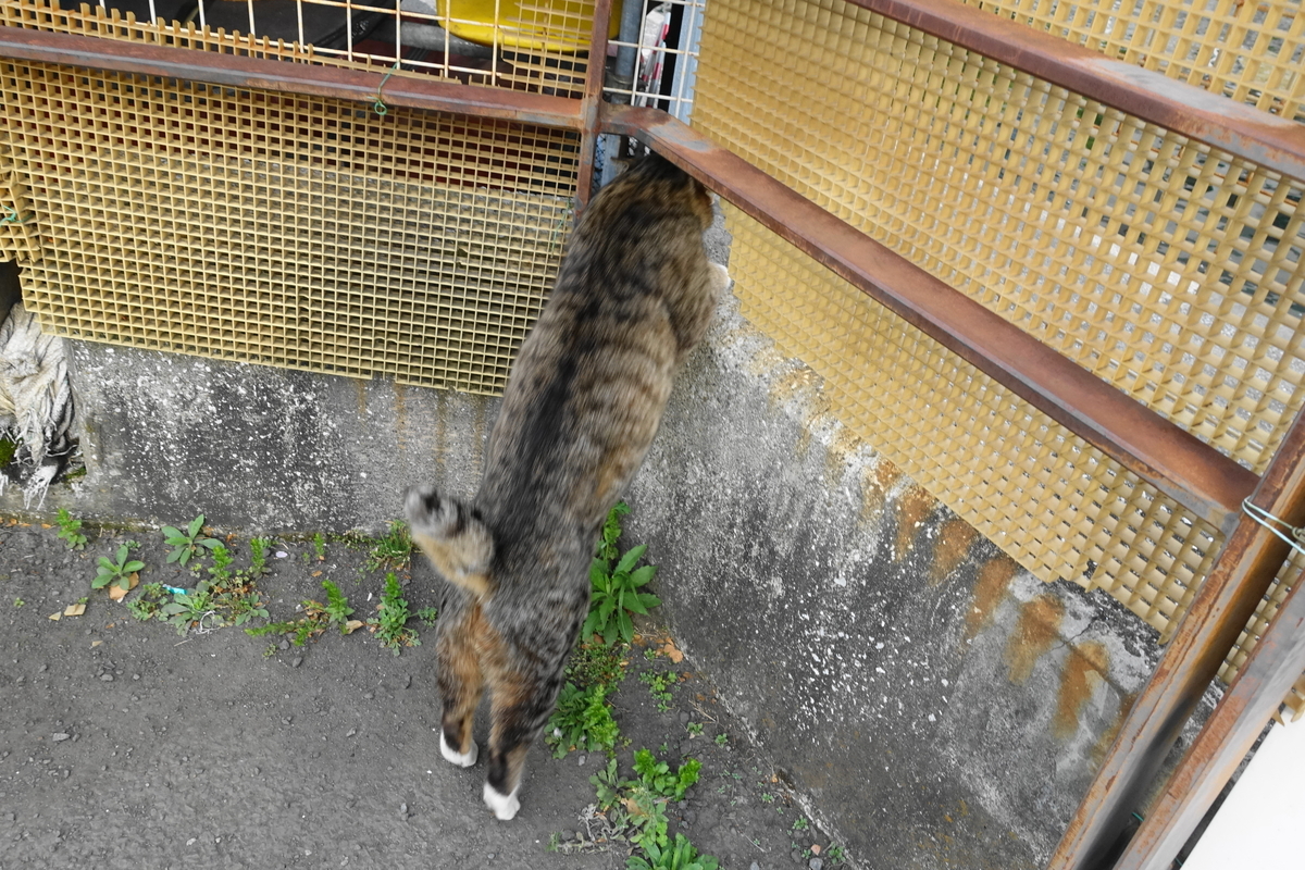 f:id:shigeo-t:20190423085255j:plain